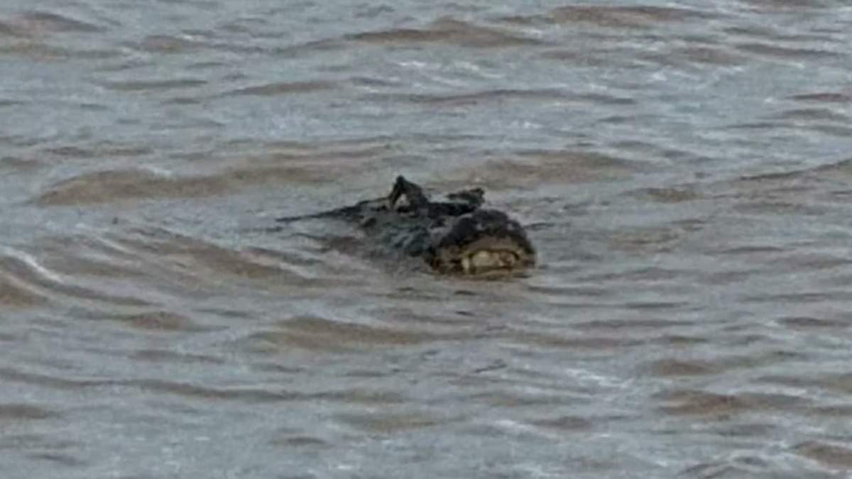 Sorpresa en la costa de Rosario: apareció un yacaré gigante