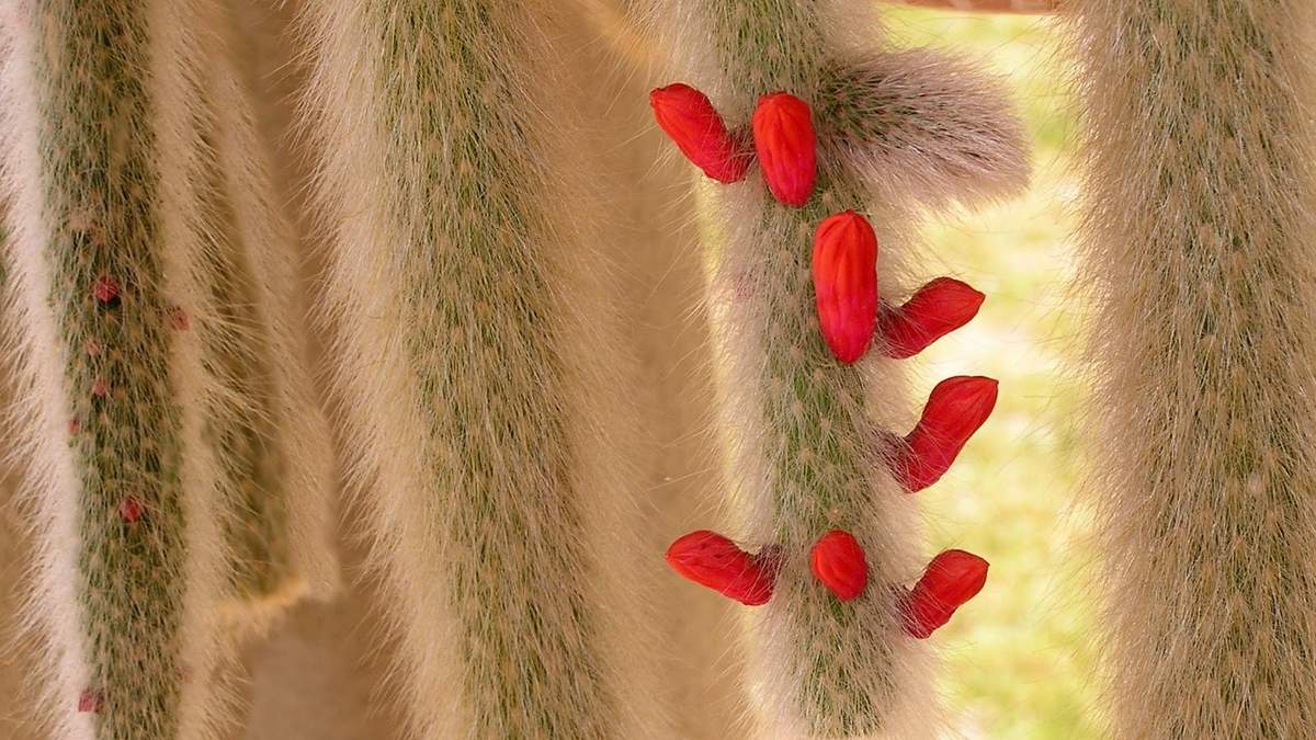 Cactus cola de mono. Fuente: (Instagram)