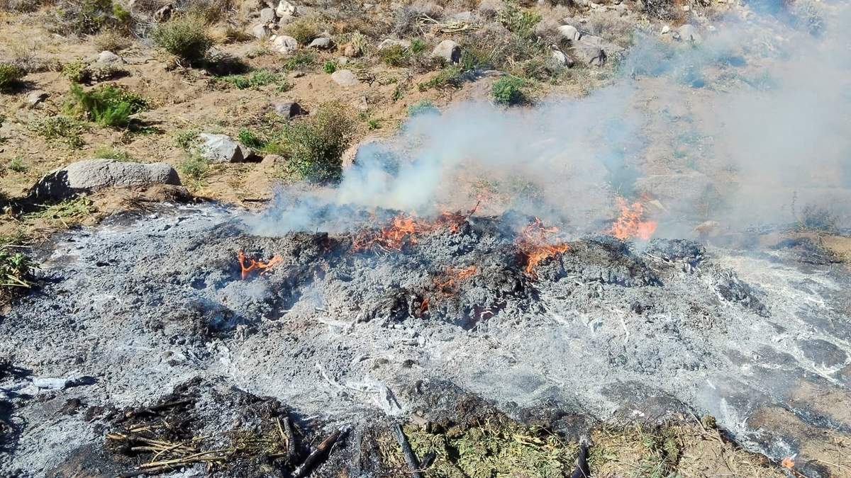 Destruyen ocho plantíos y tres secaderos de mariguana en Ensenada, Baja California