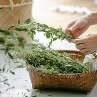 Poderoso amuleto: la planta que tenés que llevar en tus zapatos para atraer la riqueza y abundancia