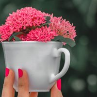 Con 2 tazas rotas y 1 envase descartable: creá este coqueto set de macetas decoradas