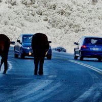 Animales sueltos: proponen endurecer las sanciones a propietarios en Neuquén