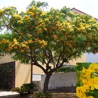El árbol que explota de coloridas flores en primavera y que es ideal para colocar en la vereda