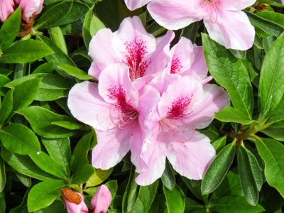 Las plantas que desafían la ola de calor, son fáciles de cuidar y perfectas para embellecer tu jardín