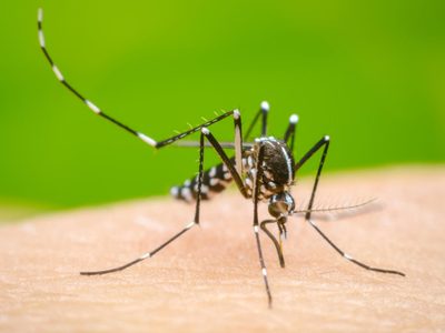Alerta por dengue: en una semana casi se triplicaron los casos