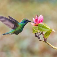 Con 1 botella plástica y súper fácil, creá este bebedero para que tu jardín se llene de colibríes