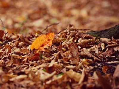 En vez de tirar las hojas secas: convertí tu jardín en un espacio más saludable y cuidado con este método natural de reciclaje