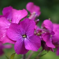 La hermosa planta cuya flor sufre una completa y llamativa transformación cuando muere