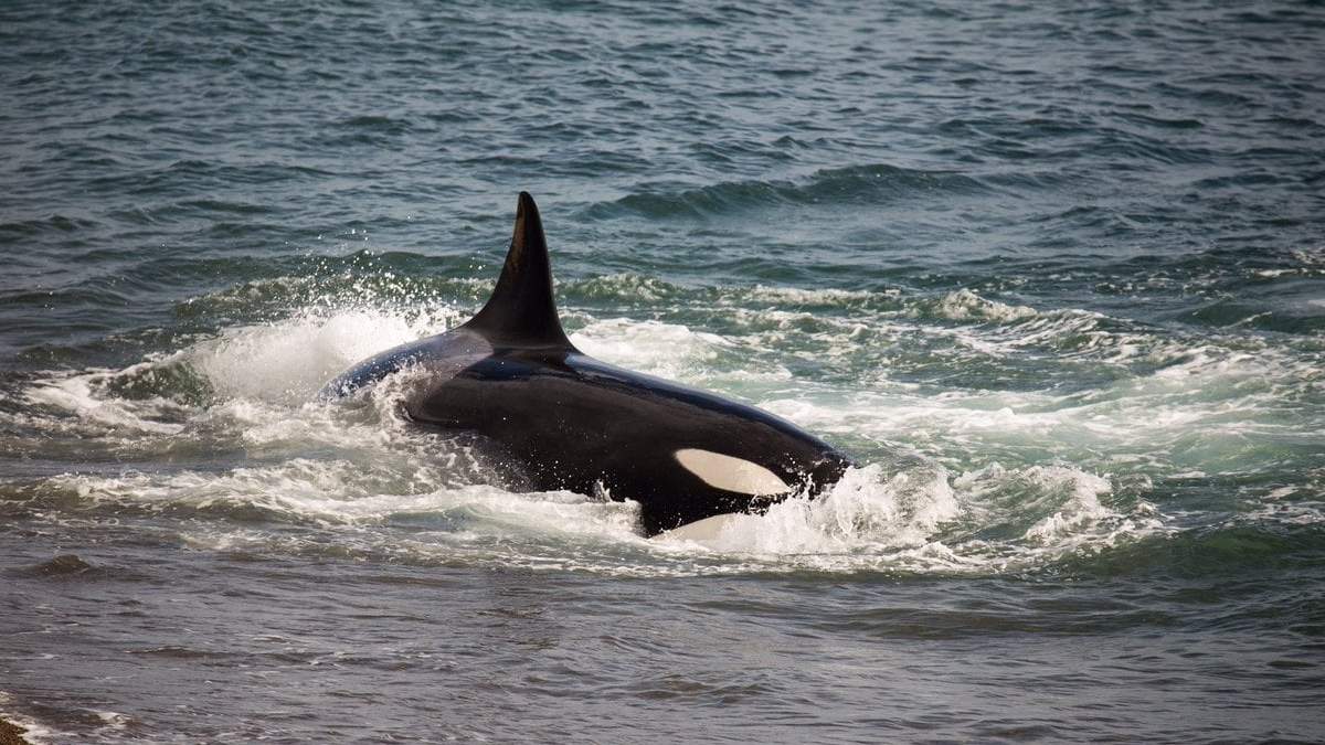 Orcas en Las Grutas. Fuente: (Twitter)
