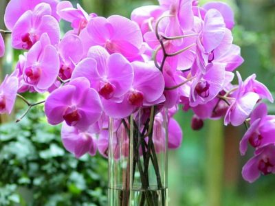 El enemigo de tu orquídea: el secreto para que esta exótica y buscada planta no se pudra y crezca sana y perfecta
