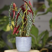 La planta sin flores, pero con los colores más bonitos para decorar el interior de casa: es fácil de cuidar