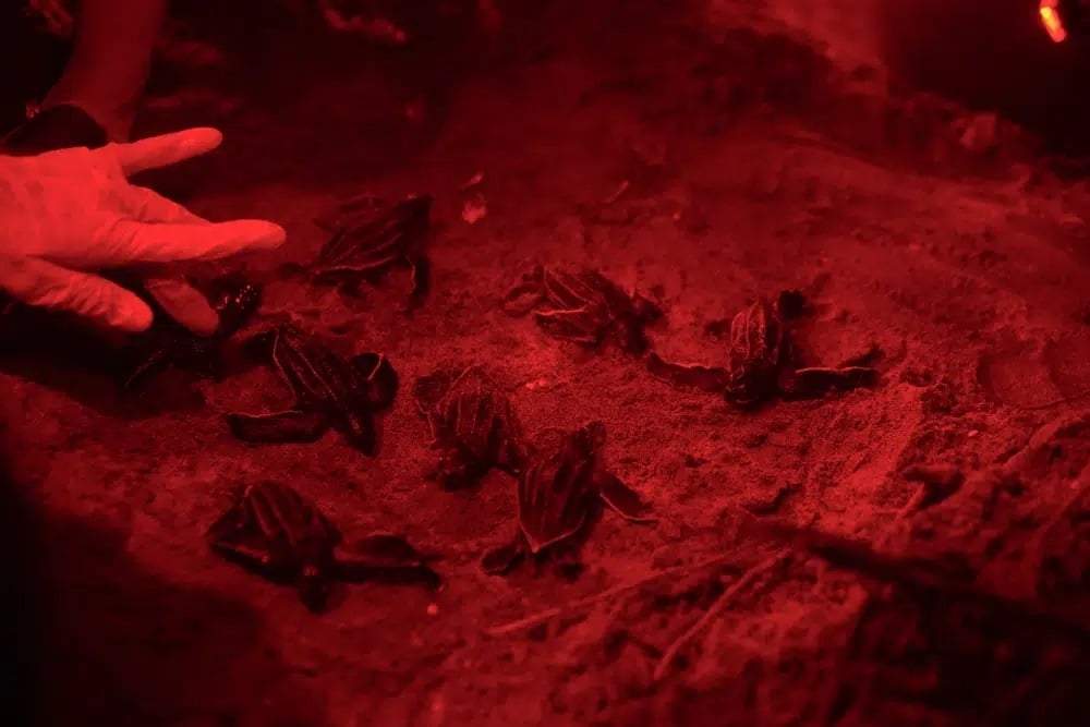 Un miembro de The Leatherback Project para la conservación de la tortuga laúd inspecciona la salud de las crías en un nido cerca de Armila, Panamá, el 20 de mayo de 2023