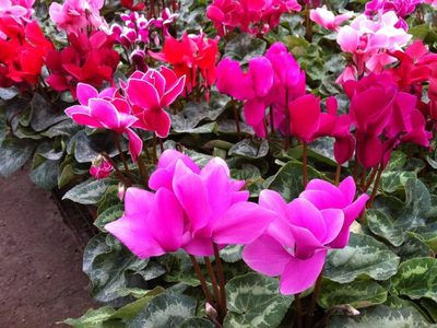 En estos meses de frío, vas a amar tener esta planta de invierno con las flores más lindas
