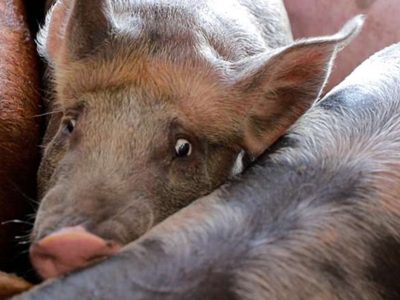 Documentan en video la crueldad con que matan a cerdos en un rastro de Hidalgo