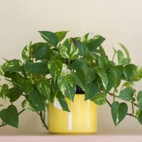 Lo que callan muchos jardineros: el truco económico para que tu planta de Potus crezca sin parar