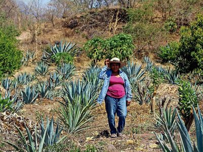 Guerrero: Las maestras del mezcal claman por ayuda