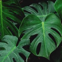 Si tu planta Monstera se quedó sin hojas o aún tiene muy pocas, probá este secreto viverista para que florezca