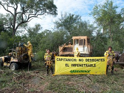 Gran Chaco: la deforestación que alimenta los asados de carne del primer mundo