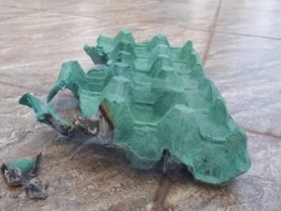 No tires los cartones de los maples de huevos, mirá cómo podés usarlos para alejar a las plagas de tu jardín
