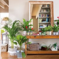 Tips para decorar con plantas un departamento pequeño