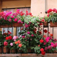 La planta que da hermosas y llamativas flores y que es ideal para engalanar la galería de tu jardín