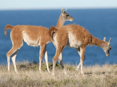 No hay estepa sin guanacos
