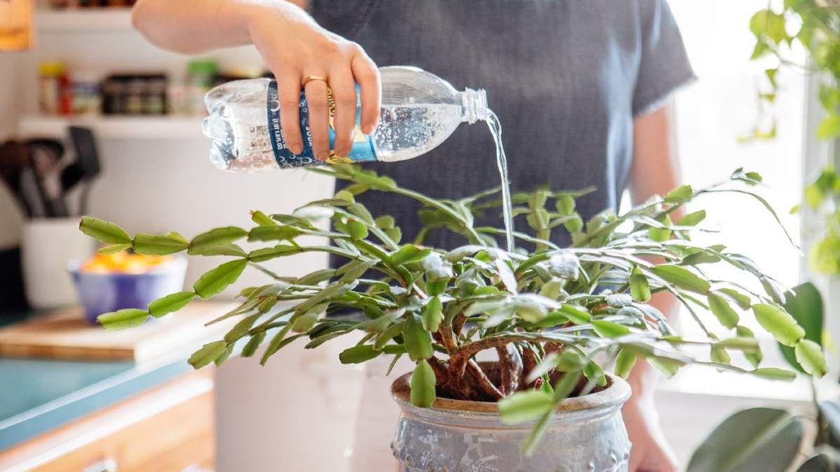 Agua para las plantas. Fuente: (Instagram)