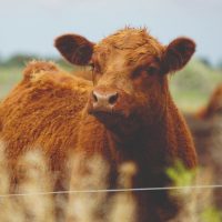 Créditos ganaderos en Río Negro: más de $1.200 millones para fortalecer la producción bovina