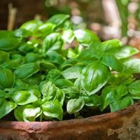Las plantas fáciles de cuidar que atraen la buena suerte y multiplican el dinero en tu hogar