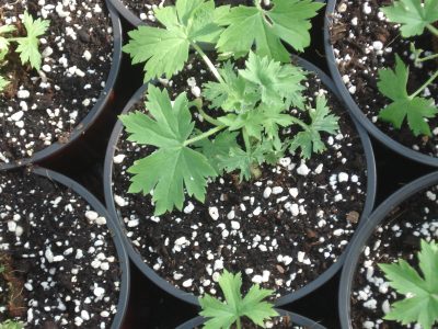 El secreto con solo 1 cosa fácil de conseguir para sembrar los esquejes y que no se pudran las raíces de tus plantas