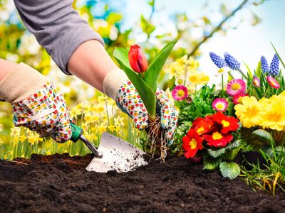 La planta “indestructible” que crece donde nada prospera y transforma el jardín con su perfume