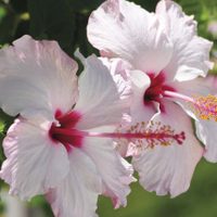 La popular planta que podés encontrar comúnmente en la calle y cuyas llamativas flores son comestibles