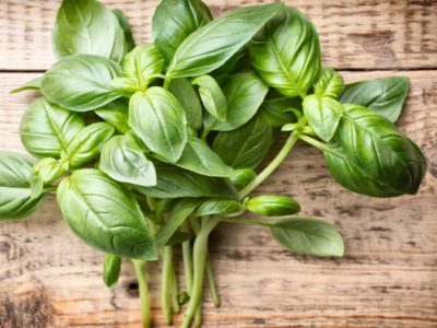 El secreto de la abuela para que tu planta de Albahaca produzca las hojas más deliciosas y frescas