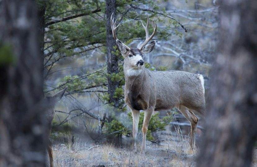 Venados en el Parque Nacional de Yellowstone. Los afectados