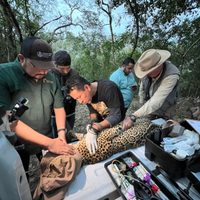 Impulsa Tamaulipas conservación del jaguar con estaciones de fototrampeo