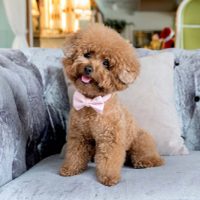 Curiosidades sobre el Caniche: el perro que es uno de los más inteligentes del mundo y que todos quieren tener