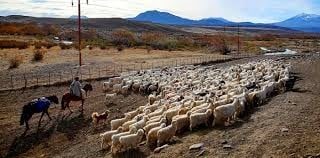 La difícil realidad de crianceros y productores neuquinos en tiempos de pandemia