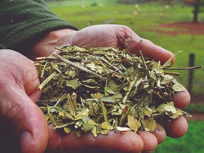Crisis en Misiones: preocupación en el sector de la yerba mate por la caída del precio