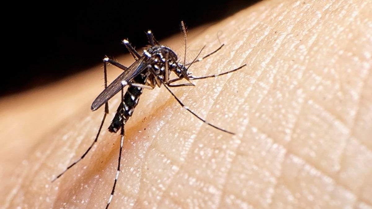 Dengue. Fuente: (X)