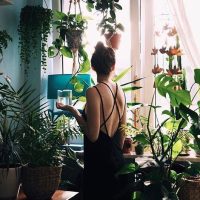 La hermosa planta que se mueve con el Sol por esta insólita razón