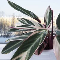 6 plantas de fácil cuidado y hermosos colores ideales para decorar tu mesa del living o comedor