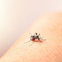 El Gobierno porteño habló de cómo seguirá la epidemia de dengue en la Ciudad
