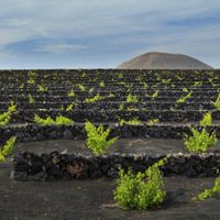 Los vinos de Islas Canarias tuvieron su primera vendimia 2020