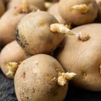 No tires las papas brotadas y mirá cómo podés cultivarlas en maceta con este truco que no falla