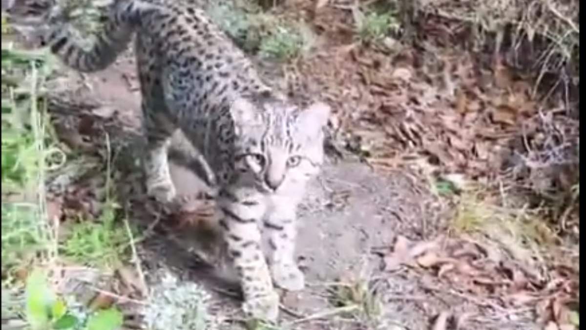 La imagen captada del gato montés dentro del Parque Nacional. Fuente: (Facebook)