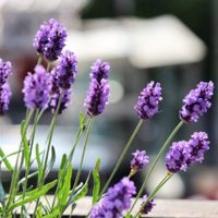 Mi Lavanda se está secando: el truco de los jardineros para preparar a la planta para la llegada de la primavera