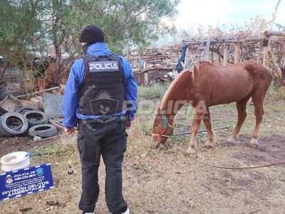 Maltrato animal en Centenario: allanaron un predio para rescatar a un caballo desnutrido