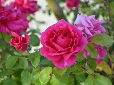 Llená tu jardín de rosas con esta técnica de multiplicación que los jardineros no quieren que sepas
