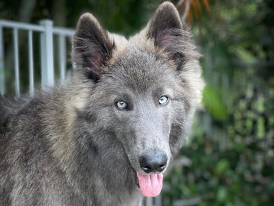 Pastor Blue Bay, la raza del “perro lobo” de Buenos Aires que se hizo viral