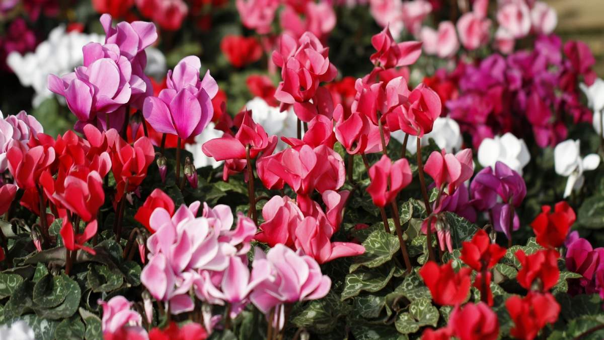Evita estas plantas tóxicas o mantenlas lejos de las mascotas y niños pequeños